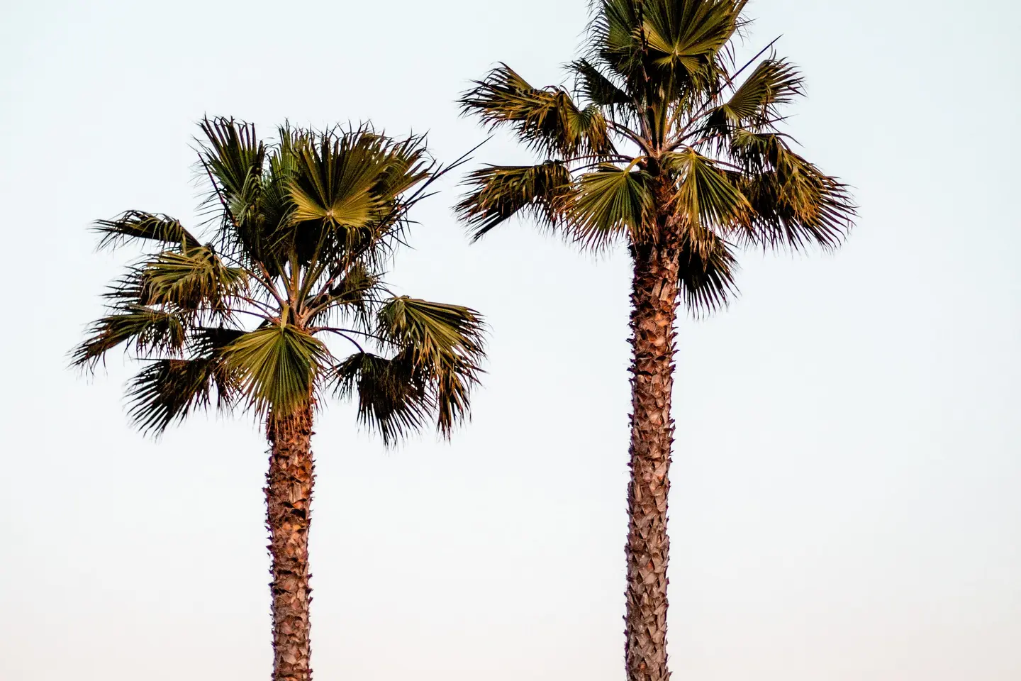 Two tall palm trees against a dusk sky