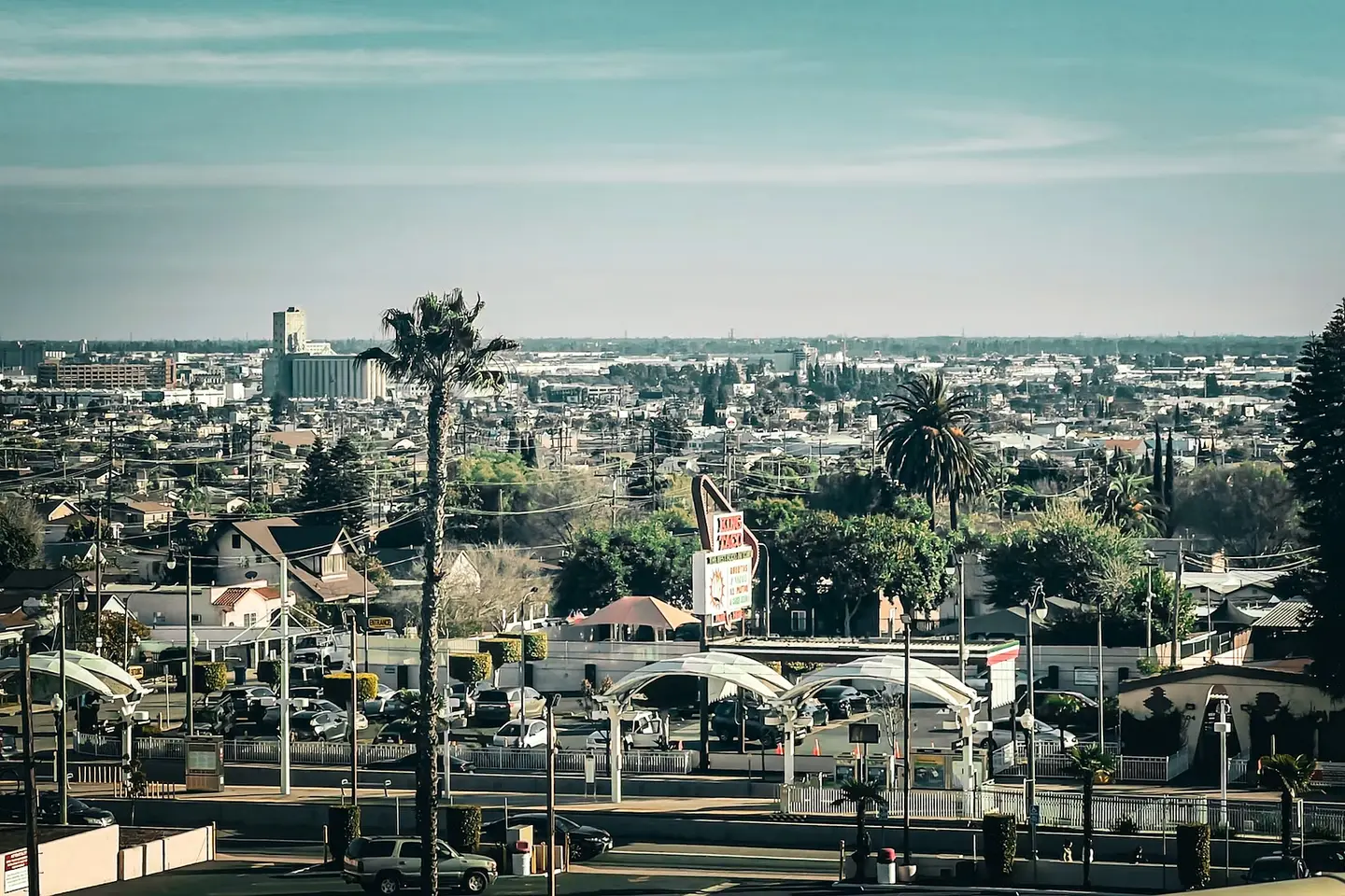 Palm trees over a Los Angeles neighborhood