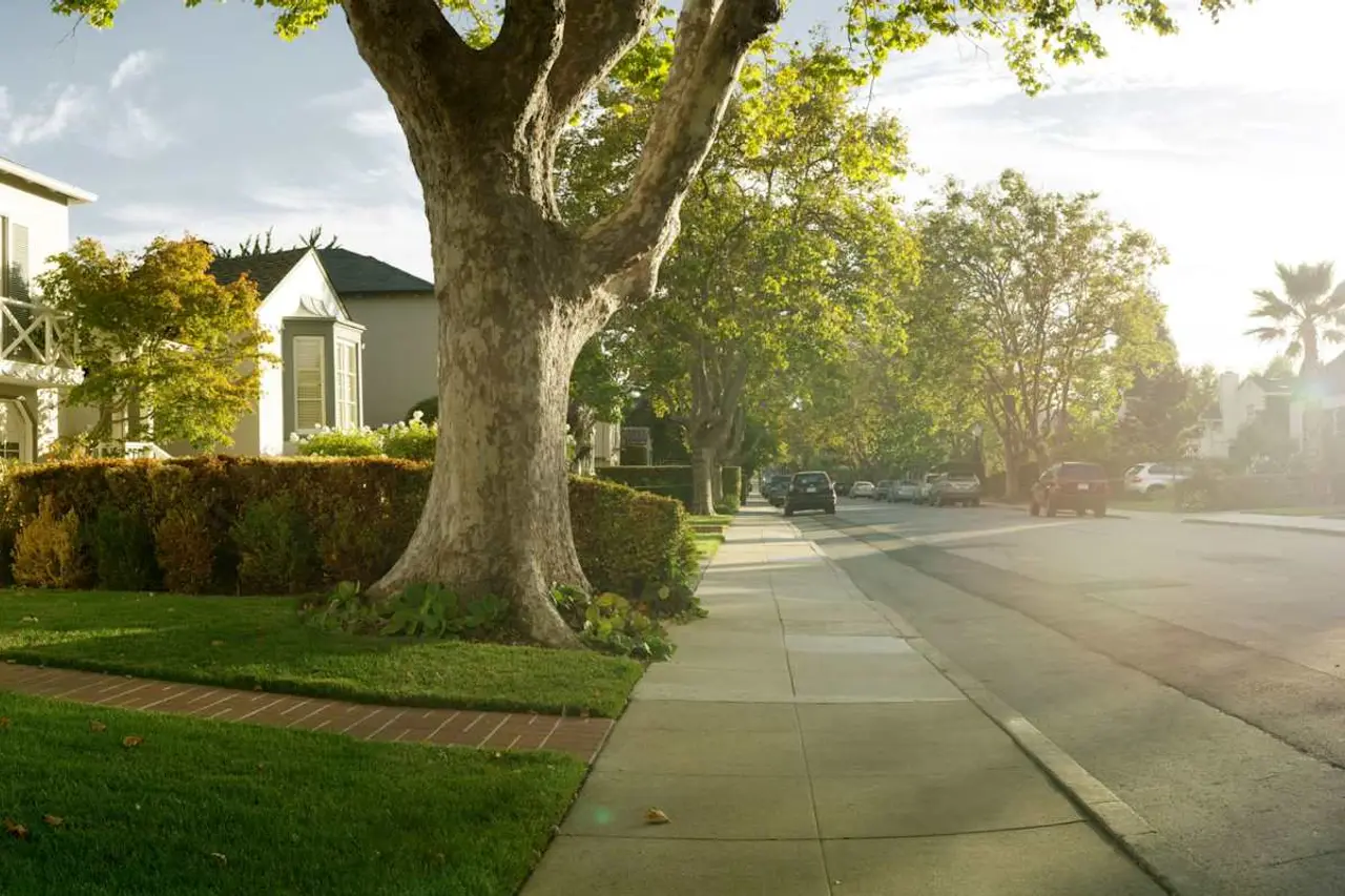 A tree-lined residential street in morning light